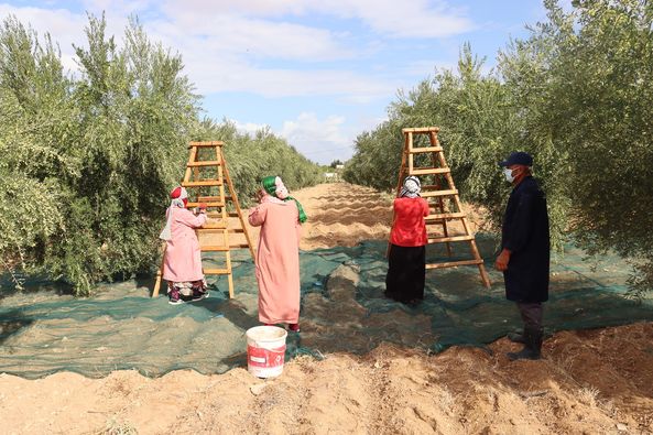 القيروان..اليوم افتتاح موسم جني الزيتون